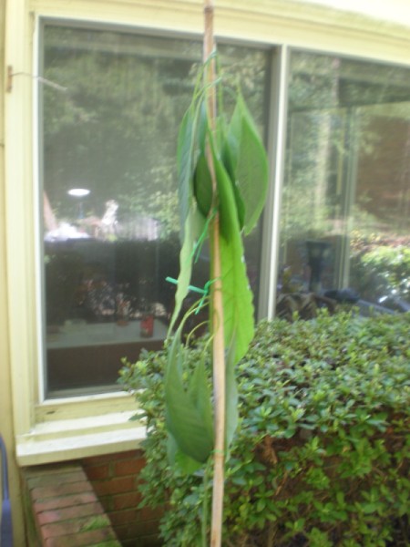 Potted Avocado Tree Wilted in the Sun