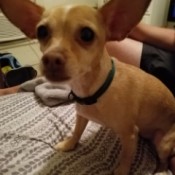 Determining the Age of a Chihuahua