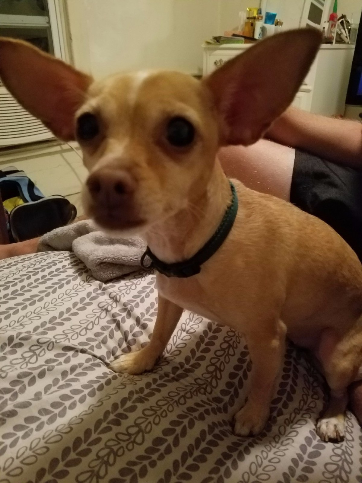 7 month old chihuahua