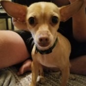 Determining the Age of a Chihuahua - tan deer head Chihuahua