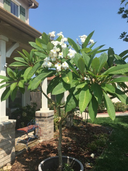 A white plumeria in bloom.