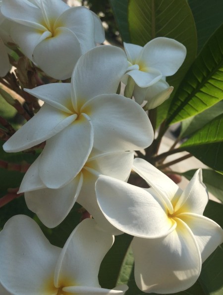 A Little Aloha in Northern California (Plumerias)