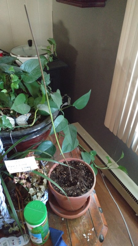 Avocado Plant Turning Brown