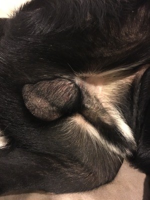 Dog Has a Bump Near His Testicles