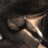 Dog Has a Bump Near His Testicles