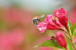 A bumble bee on a flower.