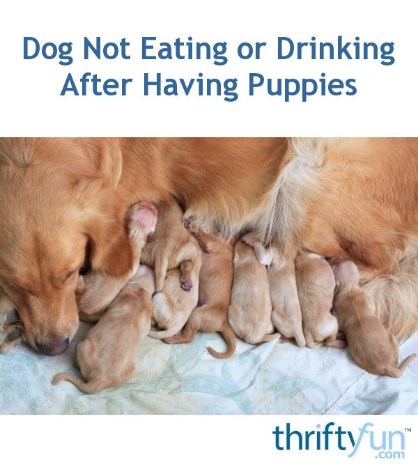 Dog Not Eating or Drinking After Having Puppies | ThriftyFun