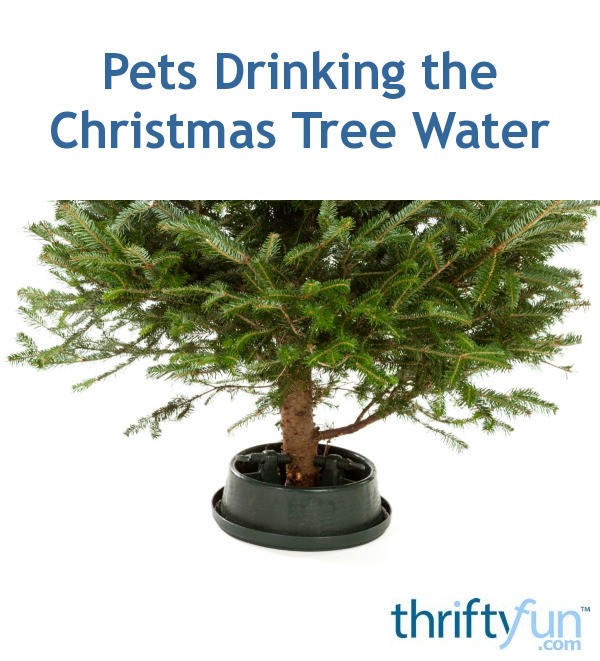 should i add anything to my christmas tree water