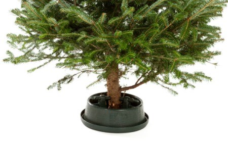 cat drinking tree water