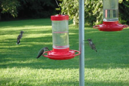 Hummingbirds at a bird feeder.