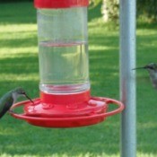 Hummingbirds at a bird feeder.