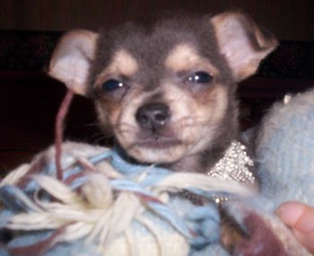 Kahlua - Chihuahua