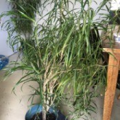 What Is This Houseplant? - tall dracaena like plant