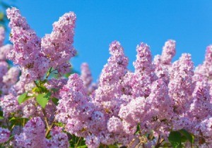 A picture of a blooming lilac bush.