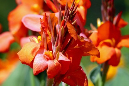 A red canna lily.