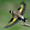 Photo of a Goldfinch taking off.