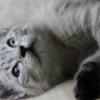 Is Our Kitten a Siamese Mix? - gray kitten