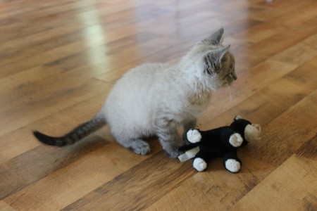 Is Our Kitten a Siamese Mix? - kitten with toy