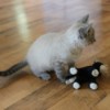 Is Our Kitten a Siamese Mix? - kitten with toy