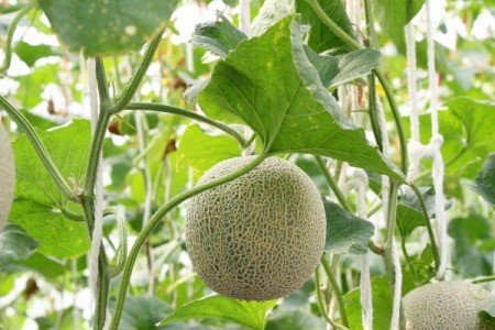 Cantaloupes growing.