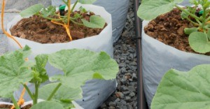 Cantaloupes plants growing in containers.