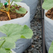 Cantaloupes plants growing in containers.