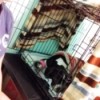 Chances of a Puppy Surviving Parvo with Treatment - puppy in kennel