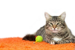 A cat laying on orange carpet.