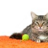 A cat laying on orange carpet.