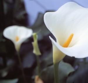 A close up of blooming Calla Lilies.