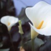 A close up of blooming Calla Lilies.