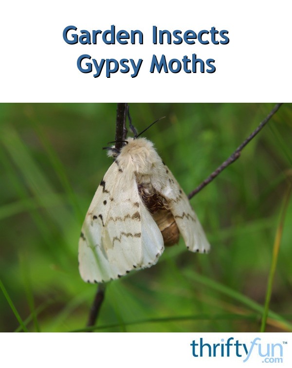 Garden Insects: Gypsy Moths | ThriftyFun