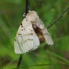 A Gypsy Moth on a twig.