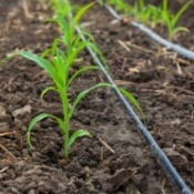 Corn being watered with a drip irrigation system.