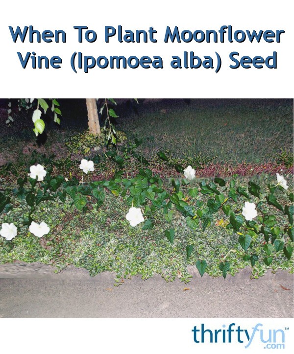 When To Plant Moonflower Vine (Ipomoea alba) Seed ThriftyFun