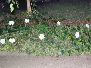 When To Plant Moonflower Vine (Ipomoea alba) Seed