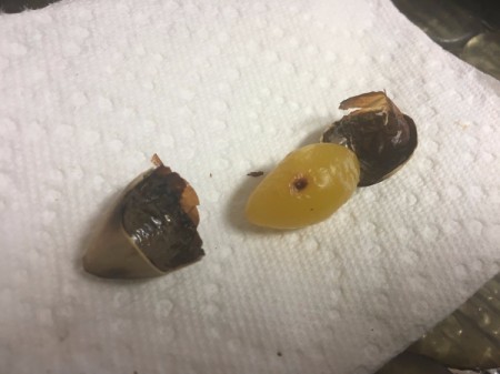 How to Prepare Ginkgo Nuts - The shells have opened a bit more on their own and the interior nut is a a luminescent green color.