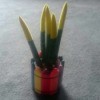 Identifying a Houseplant - odd looking plant in planter with crayon motif around outside