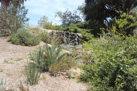 A hill with greenery at Fullerton Arboretum.
