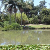 A pond with palm trees and lily pads at Fullerton Arboretum.