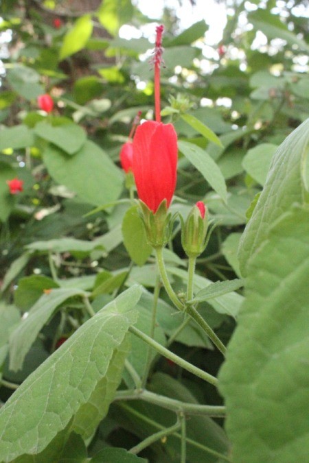 A red flower in bloom at Fullerton Arboretum.