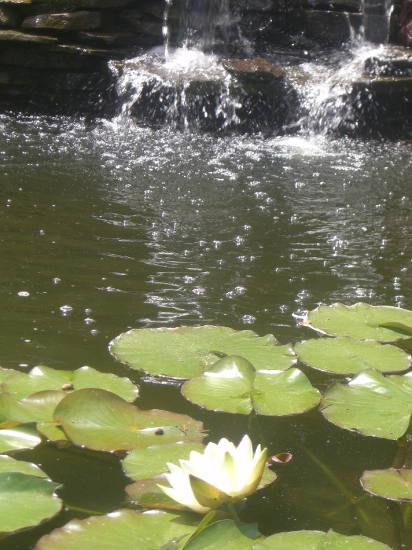 Splashing water into a lilypad filled pond.