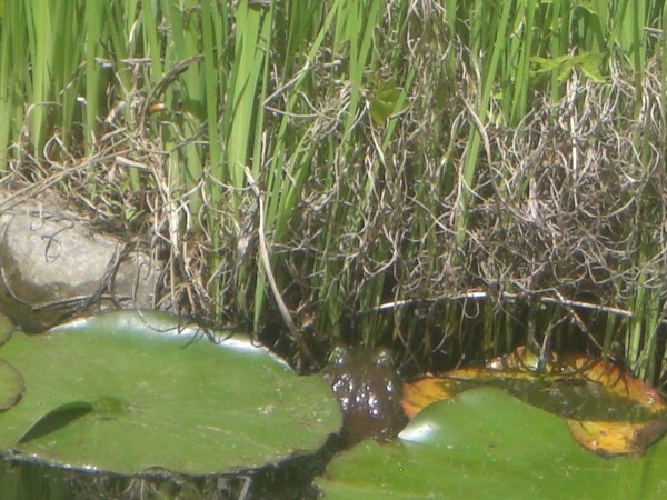 A bullfrog hiding between lilypads in a garden pond.