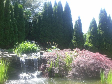 A garden rock pond with lots of plants and a small waterfall.