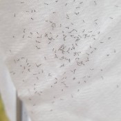 Identifying Little Black Insects