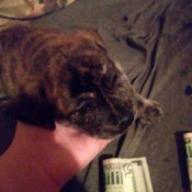 Is My Dog a Full Blooded Pit Bull? - brown and black brindle coated puppy
