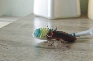 Cockroach on a Toothbrush