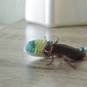 Cockroach on a Toothbrush