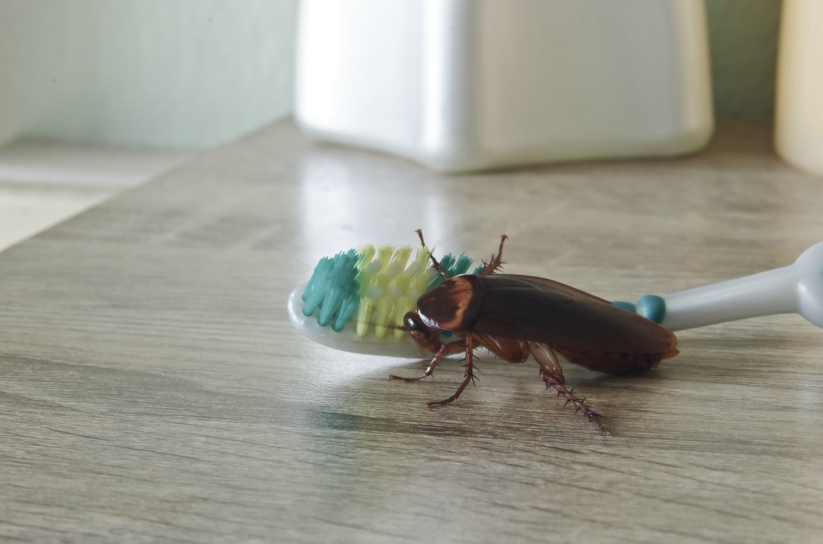 Roaches In Dishwasher