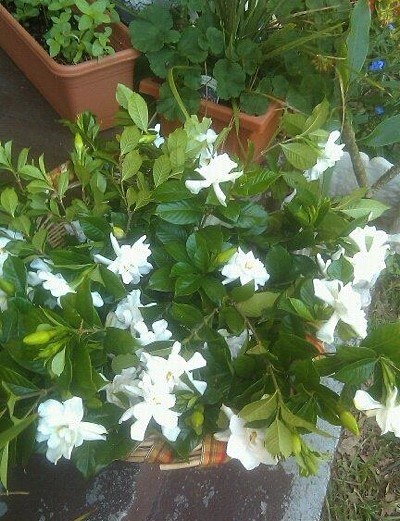 A gardenia plant with many white blossoms.